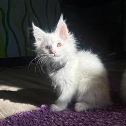 Male Maine Coon Kitten Ready for Forever Home in La Porte, in