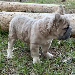 French Bulldog Puppies - 11 Weeks Old Females Ready for New Homes in Georgetown, sc
