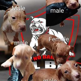 1 Male and 1 Female Working Dogs Ready for Adoption at 14 Weeks Old in Atlanta, ga