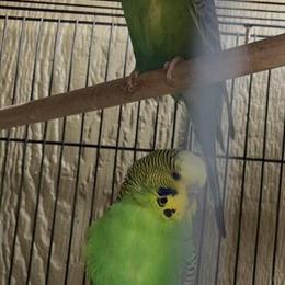 Female Budgies for Rehoming in Hayward, ca