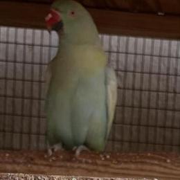 Female Indian Ringneck for Rehoming in Hayward, ca