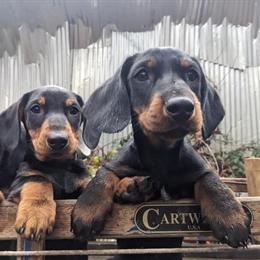 Standard Dachshunds from European Working Lines Ready for Homes in Wilson, ks
