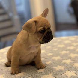 French Bulldog Puppies Ready for New Homes in Montclair, nj