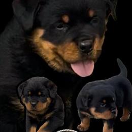 Show Quality Male Rottweiler Stud Pup Available in Shepherdsville, ky