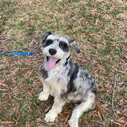 Miniature Schnauzer Available in Hickory, nc