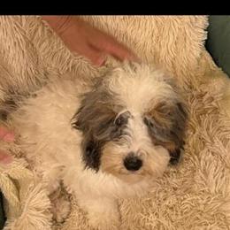 Micro Mini Bernedoodle Female, 6 Months Old, 8 Pounds in Lakeland, fl