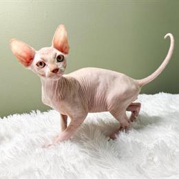 Sphinx Kitten - Cream Male, 20 Weeks Old, Ready for New Home in Huntington, in