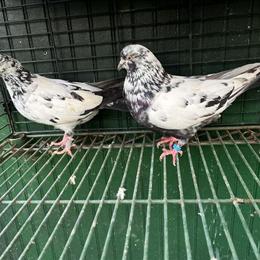 Tippler Pigeons for Sale - Multi-Colored Variety in Baltimore, md