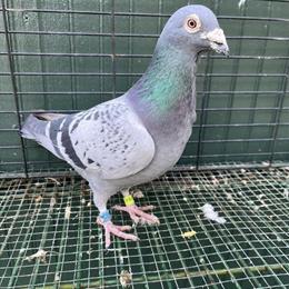 Yellow Homers and Racing Homers for Sale in Baltimore, md