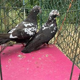 Tipplers for Sale at $15 Each in Baltimore, md