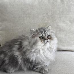 Persian Kitten Ready for a Loving Home in Tampa, fl