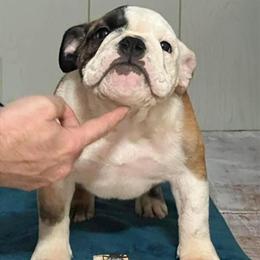 English Bulldog Puppies from AKC Champion Breeding in Sterling Heights, mi