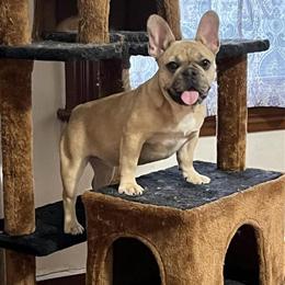 Female French Bulldog - 2 Years Old in Worcester, ma