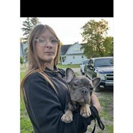 French Bulldog Puppies Available May 16 in Minneapolis, mn