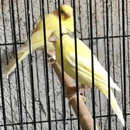 Russian Canary Babies for Sale in San Francisco, ca