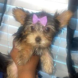 Yorkshire Terrier Puppies Ready for Their Forever Homes in Detroit, mi
