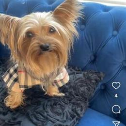 6 Month Old Female Yorkshire Terrier Puppy Ready for a New Home in Detroit, mi