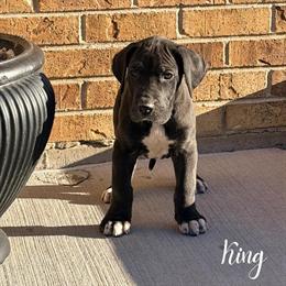 Great Dane Puppies Available in Mount Prospect, il