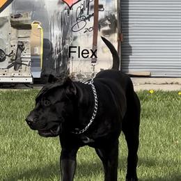 Presa Canario Puppies Available - UKC Registered in Detroit, mi