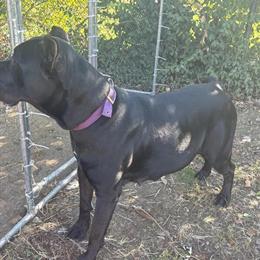 Cane Corso Puppies Available for Adoption in Dayton, oh