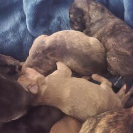 Chiweenie Puppies for Adoption in Battle Creek, mi