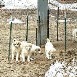 Great Pyrenees Puppies Available in East Jordan, mi