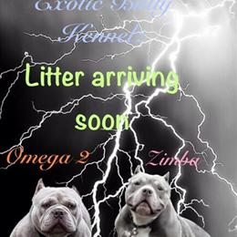 American Bully Puppies Available April 2026 in Mount Pocono, pa