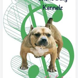 Micro American Bully Puppies Available in Mount Pocono, pa