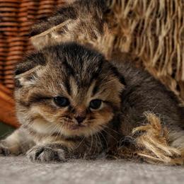 Beautiful Male Scottish Fold Kitten Available in Hurst, tx