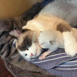 Tica Registered Ragdoll Kittens Available Soon in Jeannette, pa