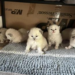 Tica Registered Ragdoll Kittens Available in Jeannette, pa