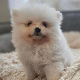 Male Pomeranian Puppy Available in North Bergen, nj