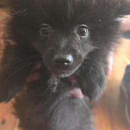 Pomeranian Male Puppies Available in Sherrills Ford, nc