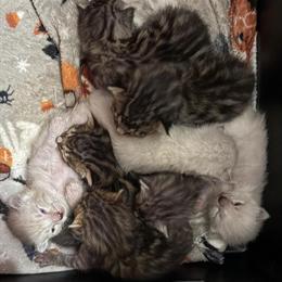 Bengal Kittens Available Now in Lexington, ky