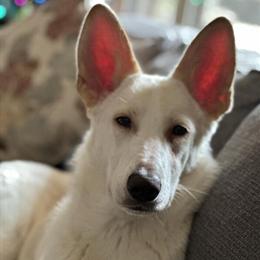White German Shepherd Luna for Rehoming in Yadkinville, nc