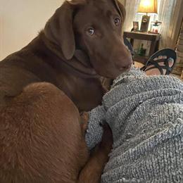 Chocolate Labrador Retriever for Rehoming in Yadkinville, nc