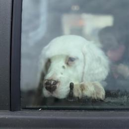 English Setter Puppies Available in Howell, mi