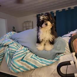 Aussiedoodles Puppies Available in Sebring, fl