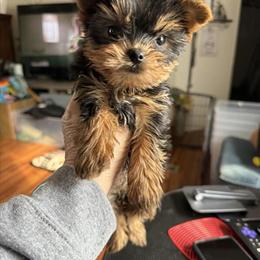 Yorkshire Terrier female puppies available in Benton Harbor, mi