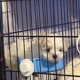 Maltese Puppy for Sale in Benton Harbor, mi
