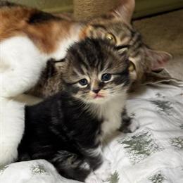 Scottish Straight Female Kitten Available in Hurst, tx