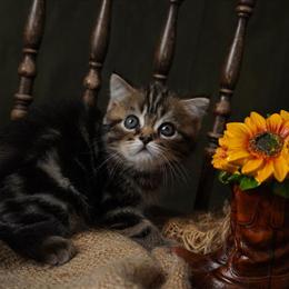 Scottish Straight Male Kitten Available in Hurst, tx