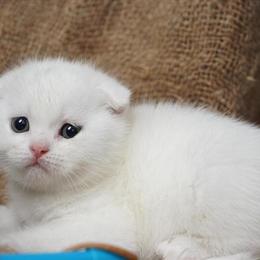 Scottish Fold Male Kitten Available for Loving Home in Hurst, tx