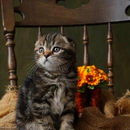 Scottish Fold Male Kitten Looking for a New Home in Hurst, tx