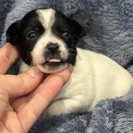 Chihuahua Puppies Ready for New Homes in Pennsylvania in Berwick, pa