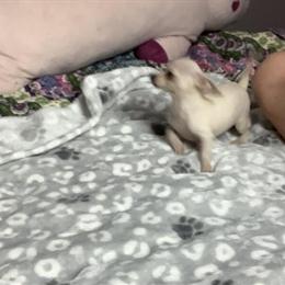 Chihuahua Puppies Ready for New Families in Berwick, pa