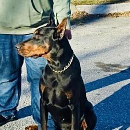 Doberman puppies available for adoption in Hendersonville, nc
