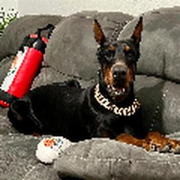 Doberman puppies available in Hendersonville, nc