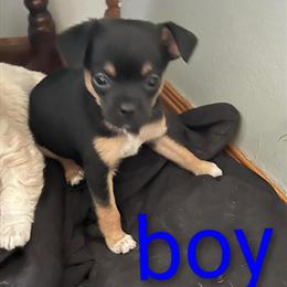 Chihuahua available for rehoming in Vestaburg, mi