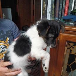 Male Chihuahua Puppy for Adoption in Vestaburg, mi